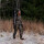 Swedteam Damen Jagdjacke Ridge Desolve Veil