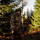 Swedteam Herren Jagdjacke Ridge Thermo Classic Desolve Fire