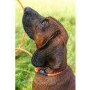 Farm-Land Hundeleine Lautlos Orange