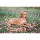 Farm-Land Hunde Schwei&szlig;halsung Signalorange